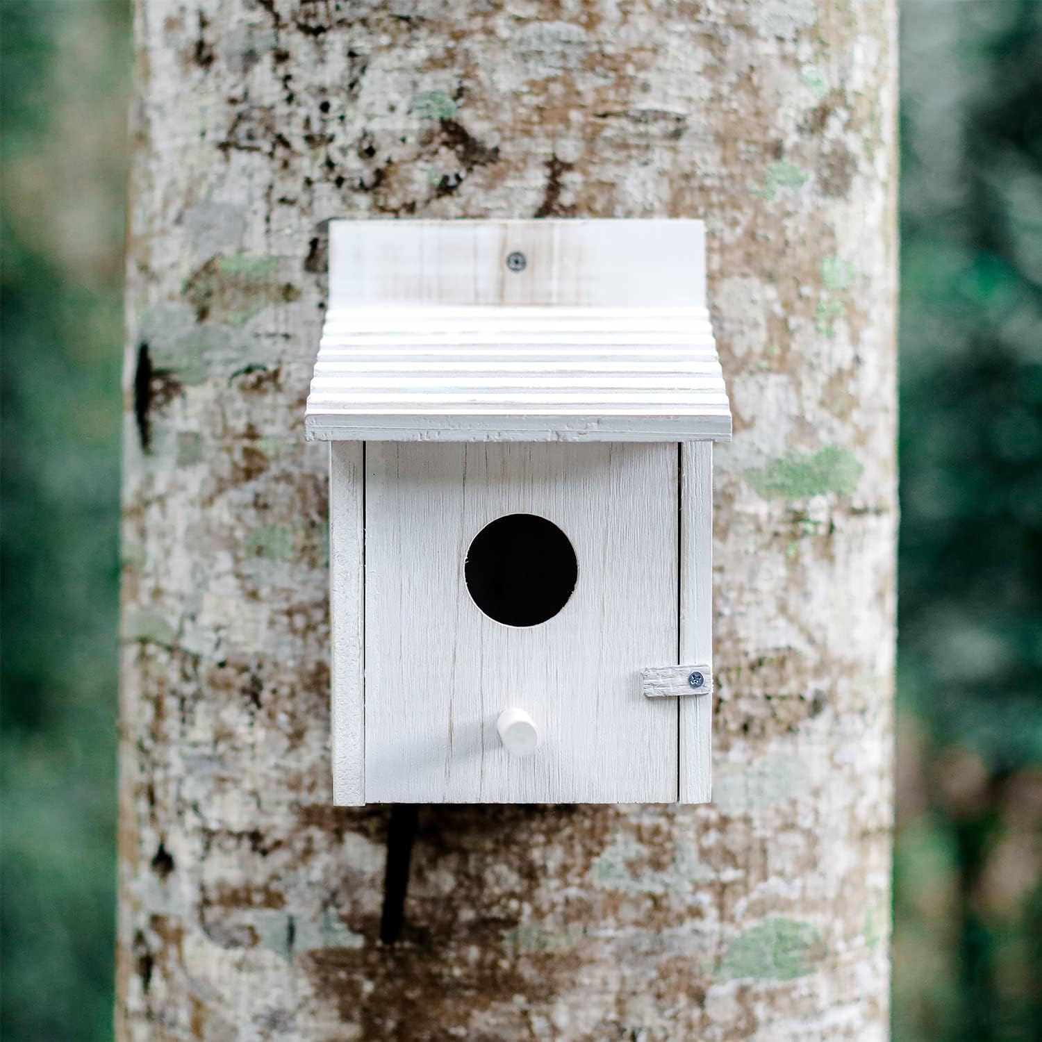 White wooden bird house with round entrance hole and side perch on a tree