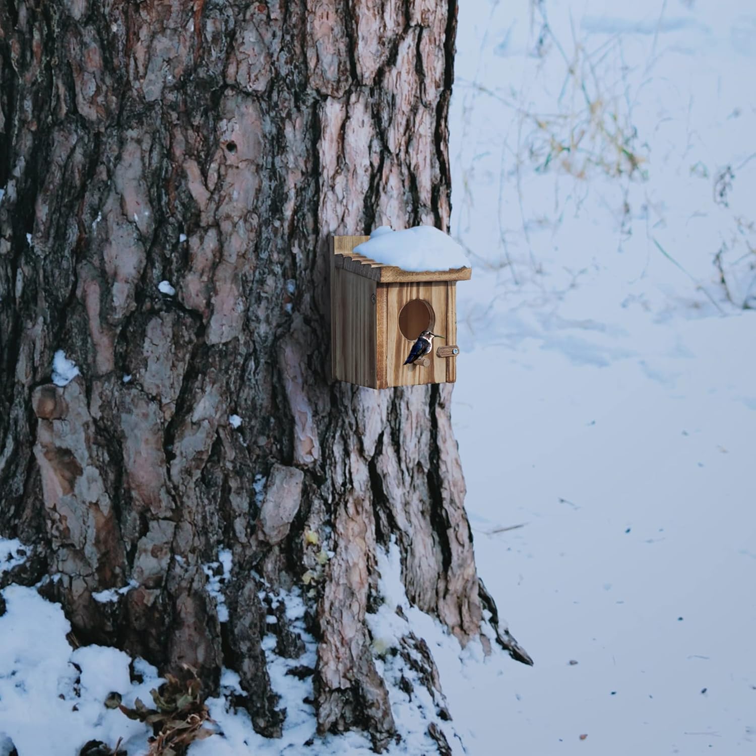 Pine wooden bird nesting box on tree with round entrance and bird at the hole.