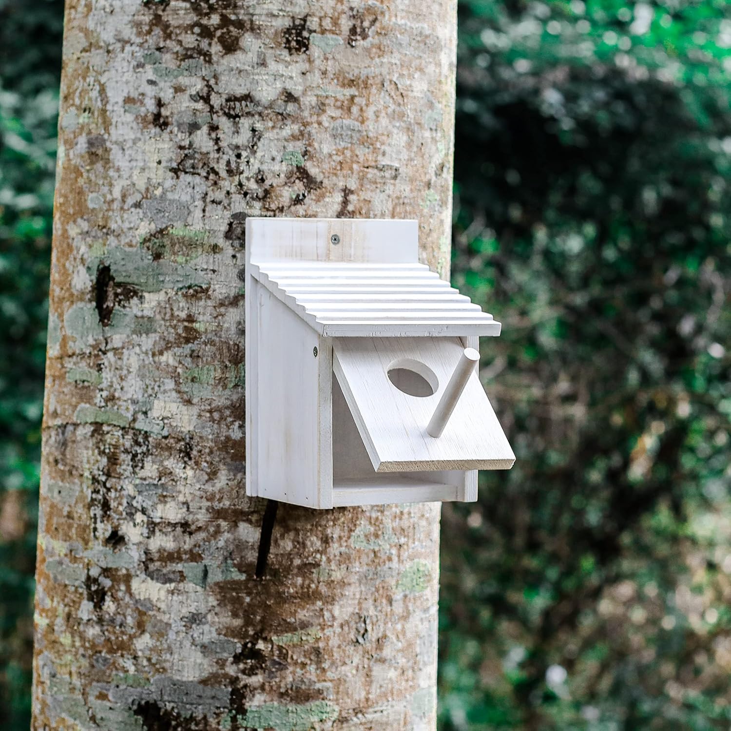 White wooden bird house with round entrance hole and side perch mounted outdoors