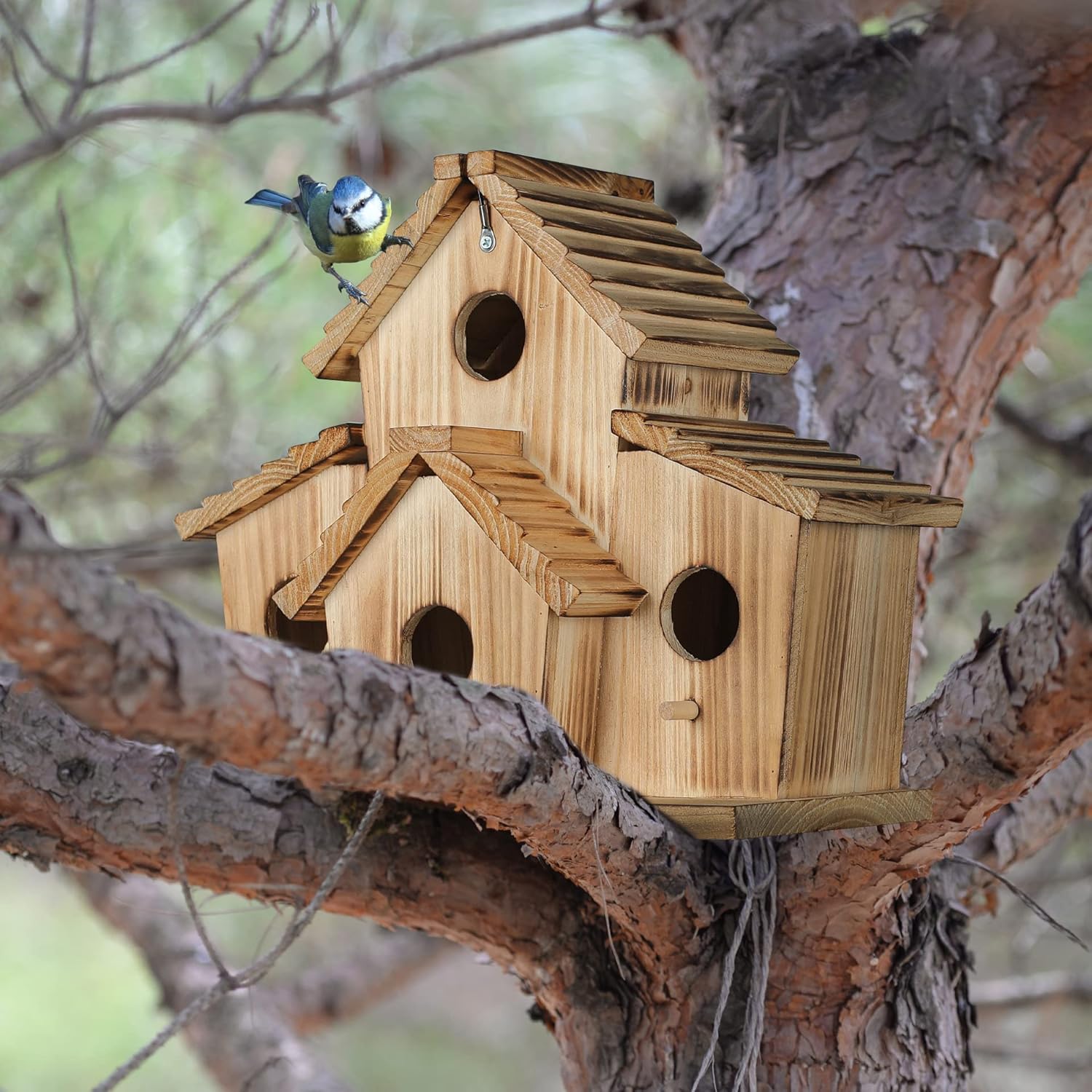 Wooden four-hole bird house perched on a tree branch